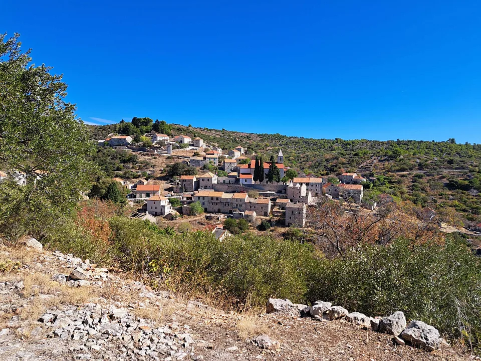 Deeply rooted in Hvar.